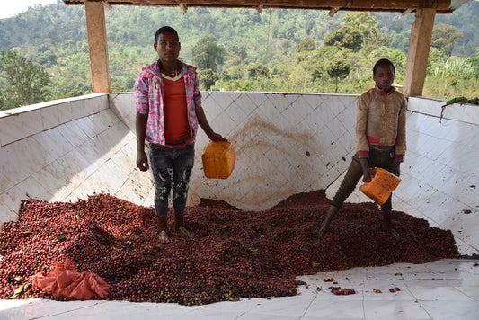 Ethiopia - Yirgacheffe - Washed - Bio