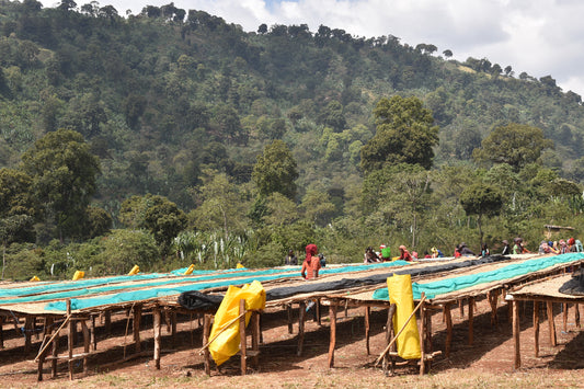 yirgacheffe coffee drying