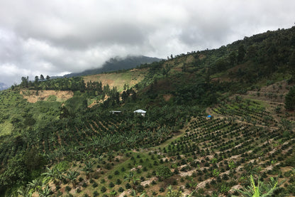 Blue Mountain Jamaica: Cinchona Estate