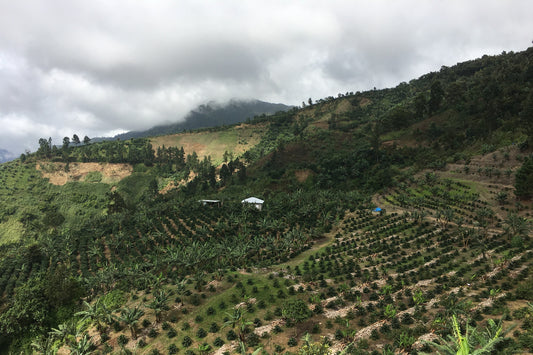 Blue Mountain Jamaica: Cinchona Estate