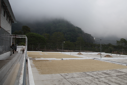 Idéal Expresso: Guatemala - Atitlán - Robusta SCA 81.75 - Washed - transporté à la voile !