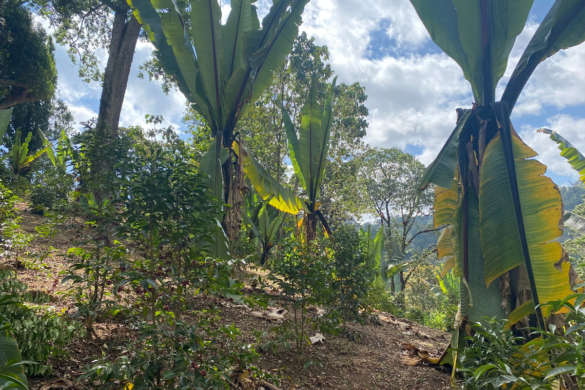 Ethiopia - Shantawene Sidamo - Natural