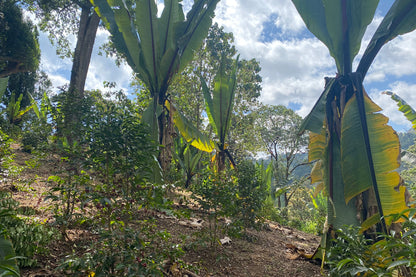 Ethiopia - Shantawene Sidamo - Natural