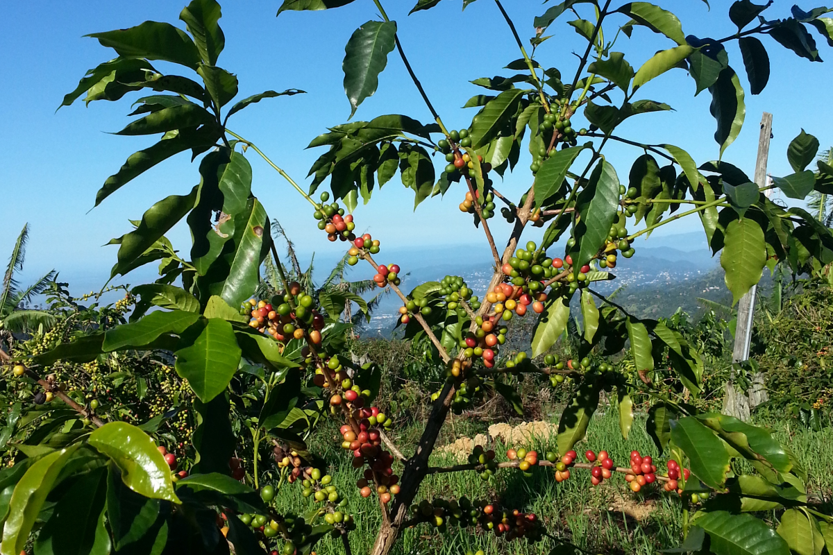 Blue Mountain Jamaica: St Cloud coffee