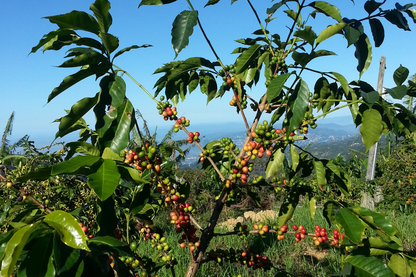 Blue Mountain Jamaica: St Cloud coffee