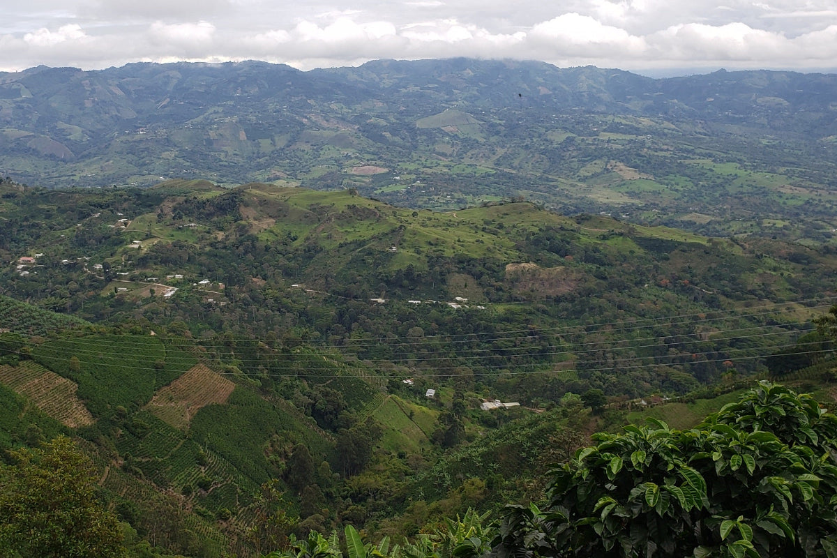 Colombia - Cauca Popayan - Washed - transporté à la voile !