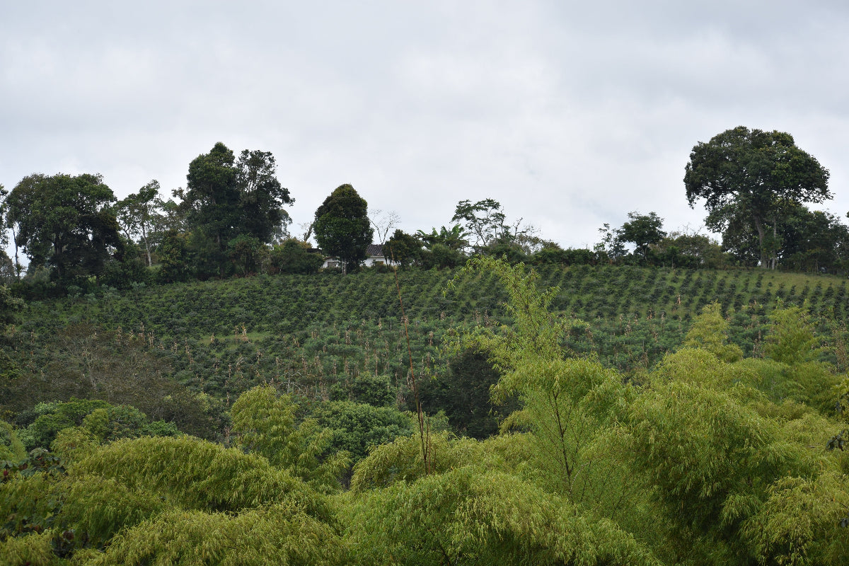 Colombia - Cauca Popayan - Washed - transporté à la voile !