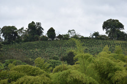 Colombia - Cauca Popayan - Washed - transporté à la voile !