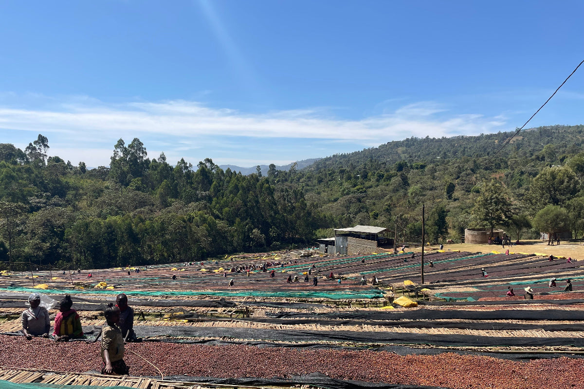 Ethiopia - Shantawene Sidamo - Natural