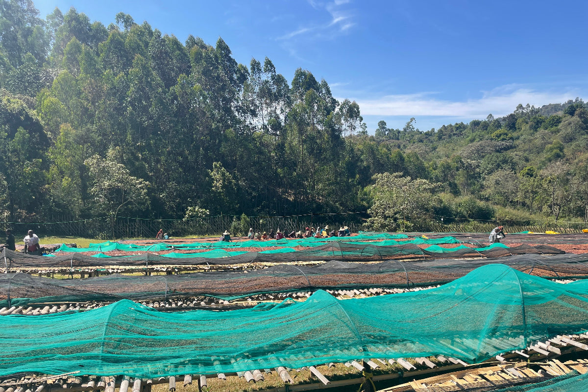 Ethiopia - Shantawene Sidamo - Natural