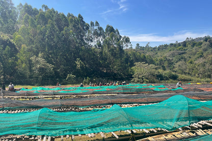 Ethiopia - Shantawene Sidamo - Natural